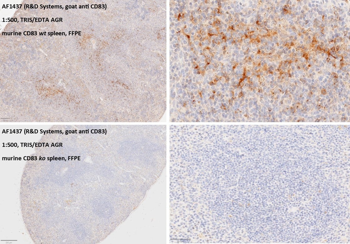 CD83 in Mouse Spleen Tissue.