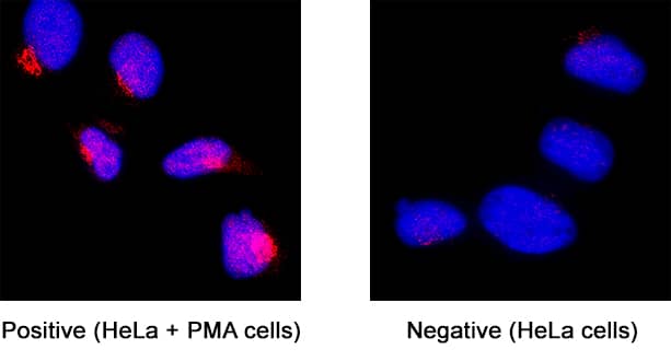 Phospho-GSK-3 alpha/ beta (S21/S9) in HeLa Human Cell Line.