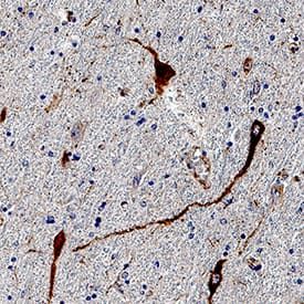 CART antibody in Human Brain Hippocampus Tissue by Immunohistochemistry (IHC-P).