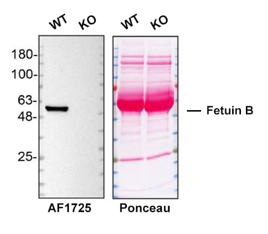 Western Blot Shows Mouse Fetuin B Specificity Using Knockout Cell Line.