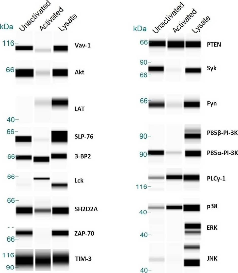 Detection of Human TIM-3 by Simple Western