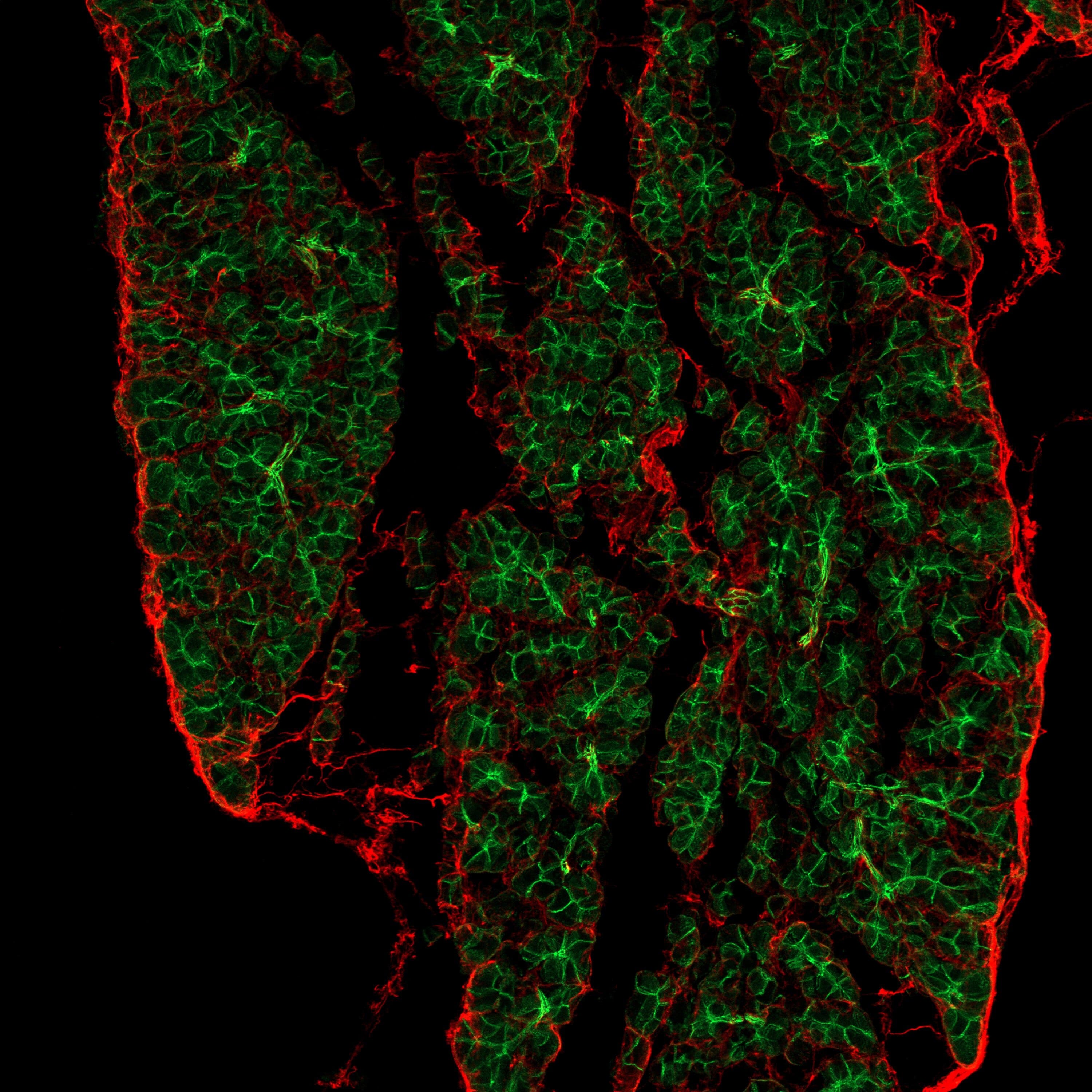 Detection of Mouse Lumican by Immunohistochemistry.
