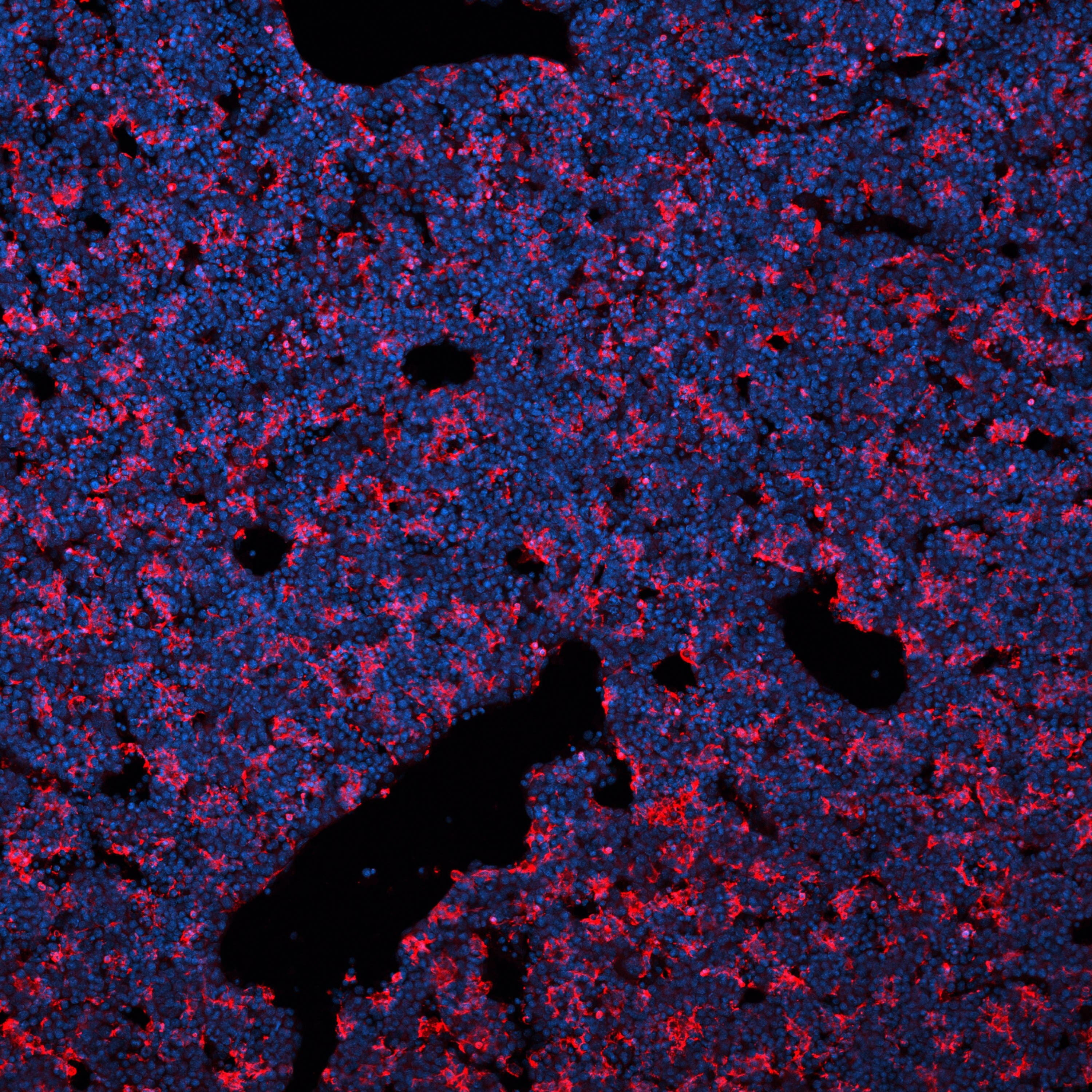 Detection of TIM-4 in Mouse Embryonic Liver Cryosections.