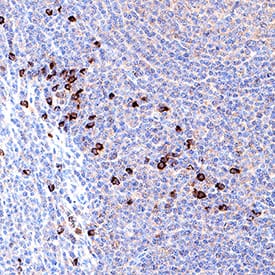 Human Granzyme B Antibody (AF2906) By R&D Systems, Part Of Bio-Techne