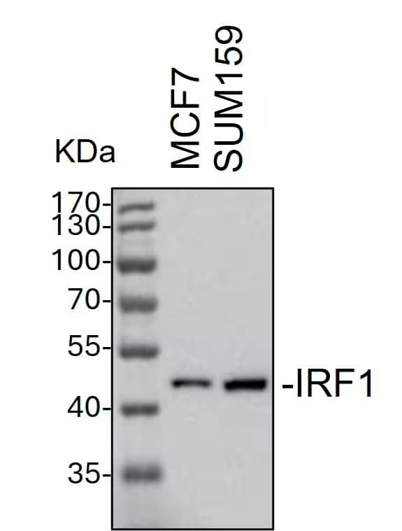 Detection of Mouse IRF1 antibody by Western Blot.