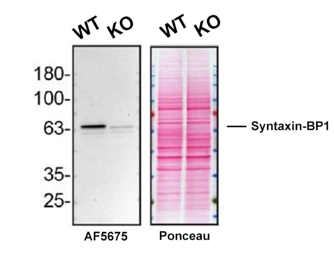 Western Blot Shows Syntaxin-BP1 Specificity Using Knockout Cell Line.