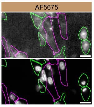 Syntaxin-BP1 Specificity is Shown by Immunocytochemistry in Knockout Cell Line.