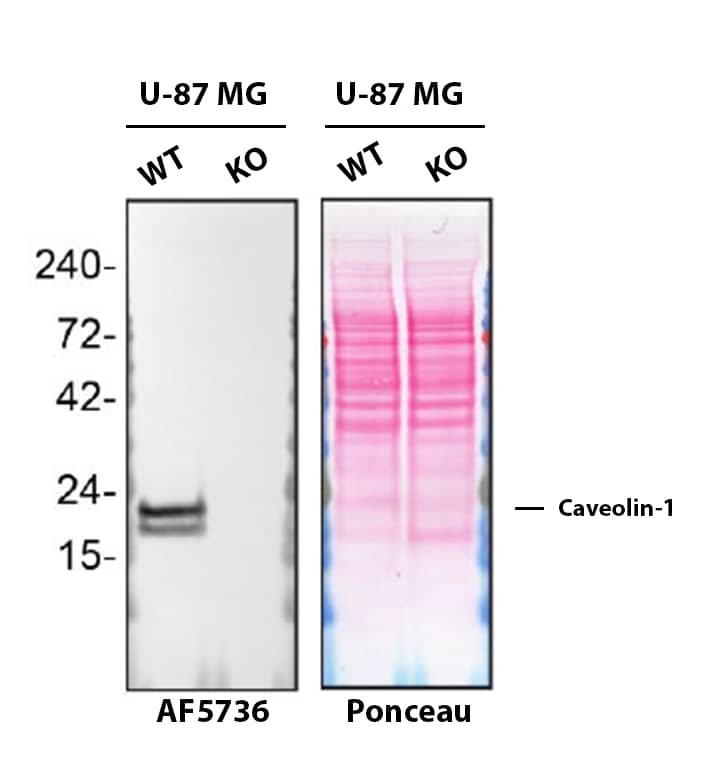 Western Blot Shows Caveolin-1 Specificity Using Knockout Cell Line.