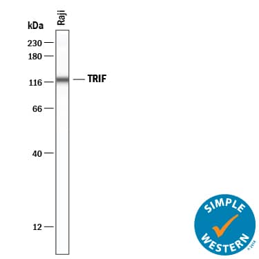 Detection of Human TRIF/TICAM1 by Simple Western<sup>TM</sup>.