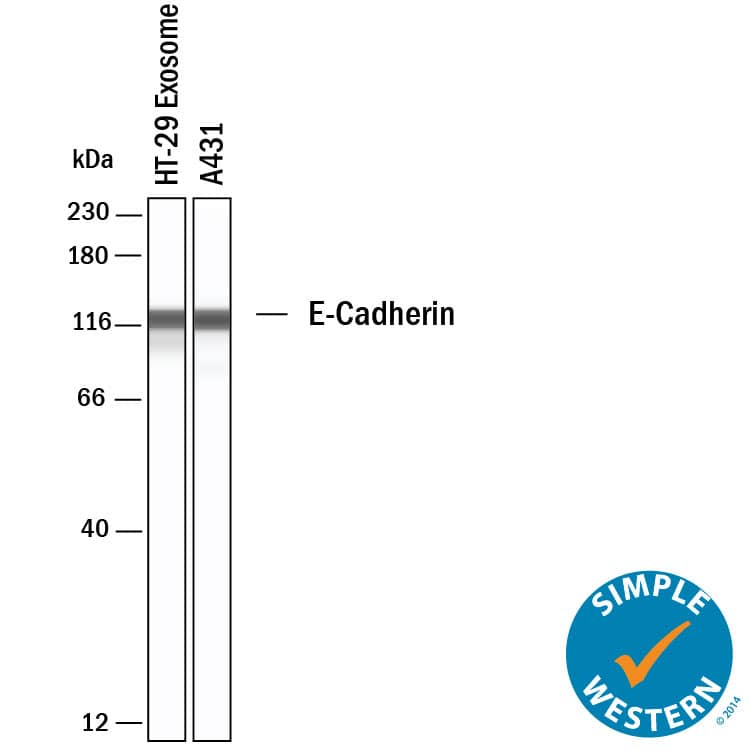 Detection of Human E-Cadherin by Simple Western<sup>TM</sup>.