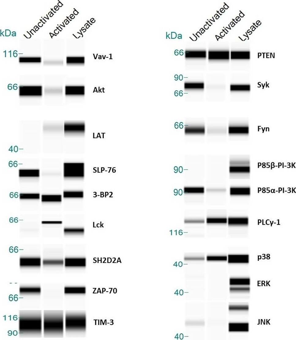 Detection of Human PTEN by Simple Western