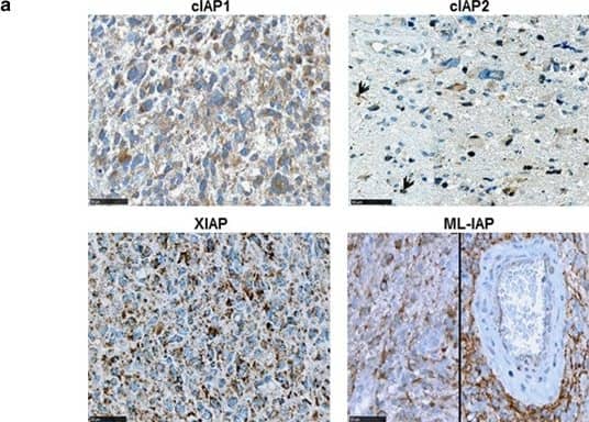 Detection of Human cIAP-2/HIAP-1 by Immunocytochemistry/Immunofluorescence