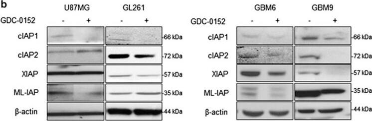 Detection of Human cIAP-2/HIAP-1 by Western Blot