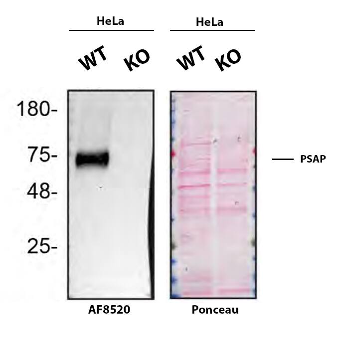 Western Blot Shows PSAP Specificity Using Knockout Cell Line.