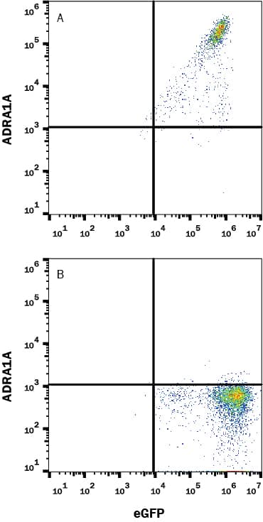 Detection of a-1 Adrenergic R/ADRA1A antibody in HEK293 Human Cell Line Transfected with Human a-1 Adrenergic R/ADRA1A and eGFP antibody by Flow Cytometry.