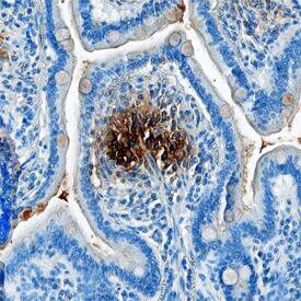 a-Defensin 1 antibody in Human Small Intestine by Immunohistochemistry (IHC-P).