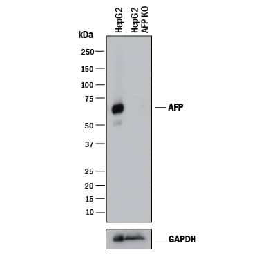 Western Blot Shows Human a-Fetoprotein/AFP Antibody Specificity by Using Knockout Cell Line.