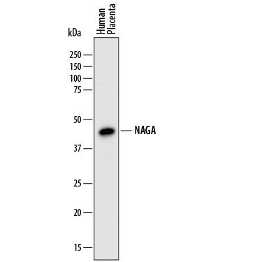 Detection of Human a-N-acetylgalactosaminidase/NAGA antibody by Western Blot.