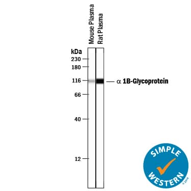 Detection of Mouse and rat a 1B-Glycoprotein antibody by Simple WesternTM.