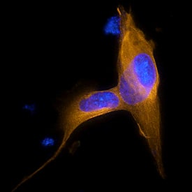 a Tubulin antibody in SH-SY5Y Human Cell Line by Immunocytochemistry (ICC).