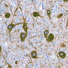 a Tubulin antibody in Human Brain by Immunohistochemistry (IHC-P).