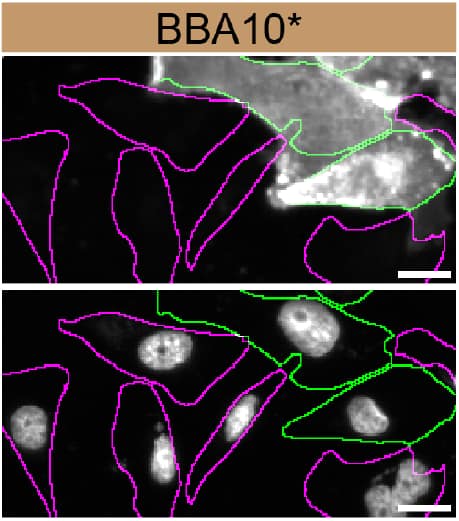 CD44 Specificity is Shown by Immunocytochemistry in Knockout Cell Line.