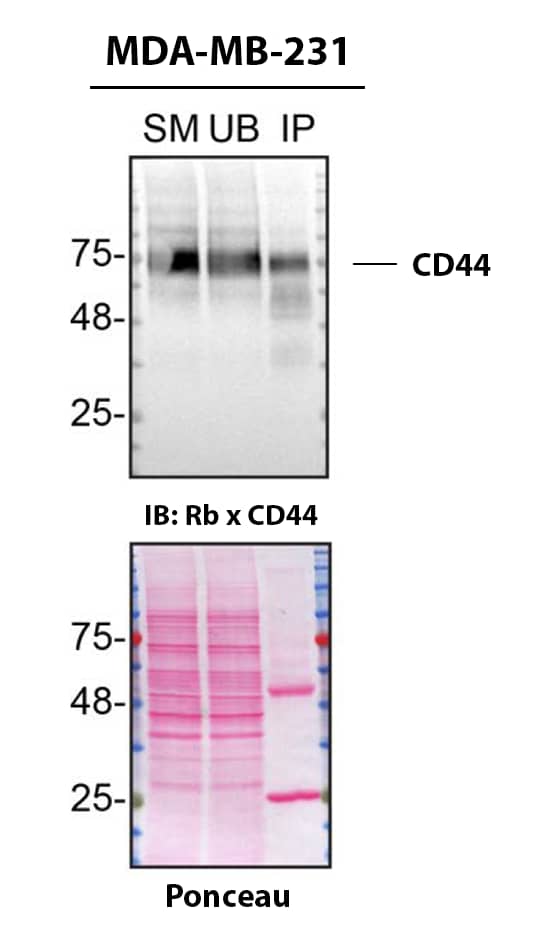 Detection of CD44 by Immunoprecipitation.