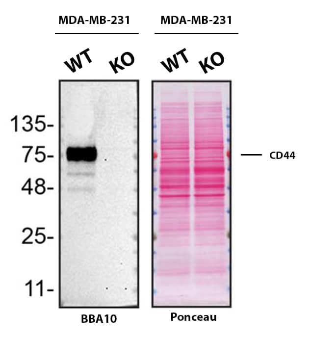 Western Blot Shows CD44 Specificity Using Knockout Cell Line.