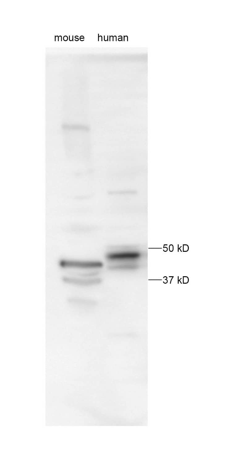 PINK1 Antibody - BSA Free