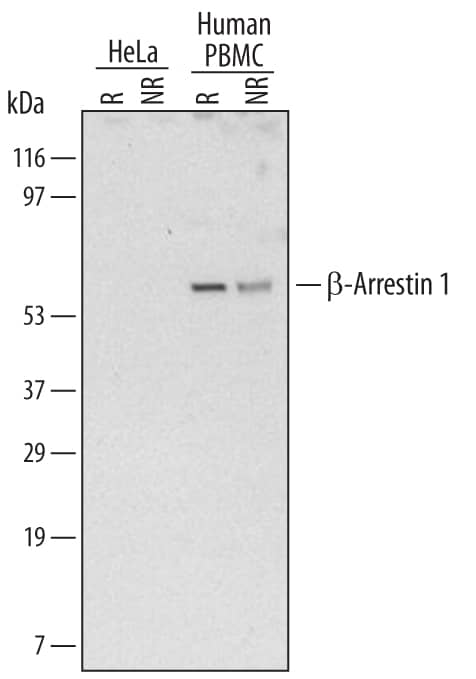 Detection of Human  beta-Arrestin 1 antibody by Western Blot.