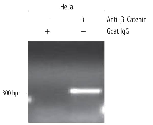 Detection of  beta-Catenin-regul-ated Genes antibody by Chromatin Immunoprecipitation.