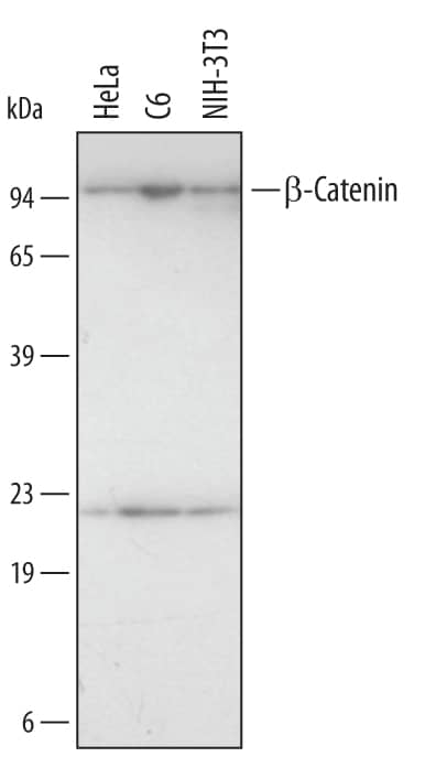 Detection of Human/Mouse/Rat  beta-Catenin antibody by Western Blot.