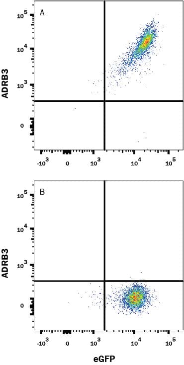 Detection of ADRB3 antibody in HEK Human Cell Line Transfected with Human ADRB3 and eGFP antibody by Flow Cytometry.