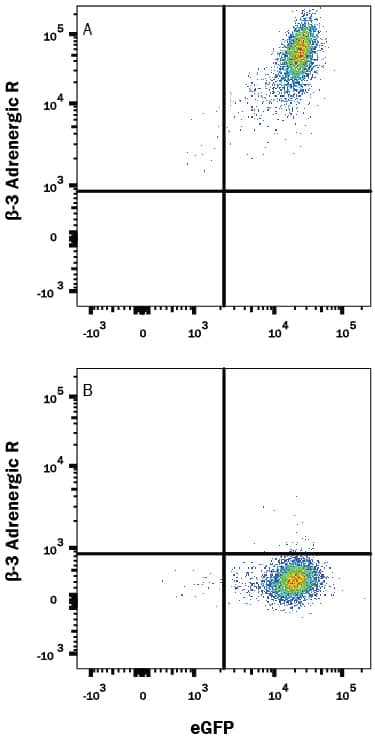 Detection of  beta-3 Adrenergic R/ADRB3 antibody in HEK293 Human Cell Line Transfected with Human  beta-3 Adrenergic R/ADRB3 and eGFP antibody by Flow Cytometry.