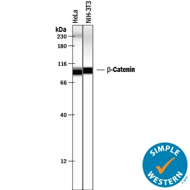 Detection of Human and Mouse  beta-Catenin antibody by Simple WesternTM.