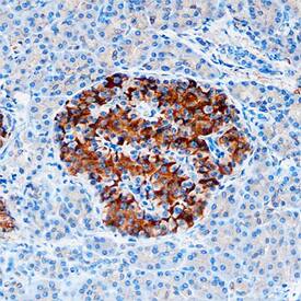 beta-Catenin antibody in Human Pancreas by Immunohistochemistry (IHC-P).
