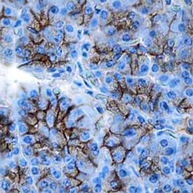 beta-Catenin antibody in Human Pancreas by Immunohistochemistry (IHC-P).