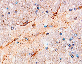 beta-NGF antibody in Human Brain by Immunohistochemistry (IHC-P).