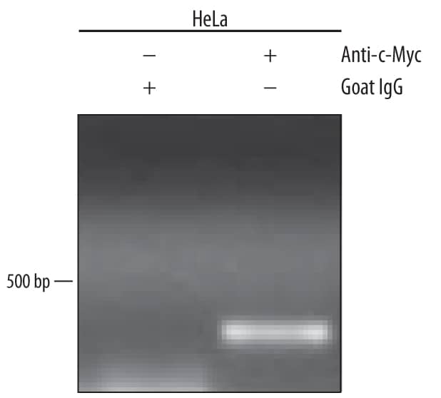 Detection of c-Myc-regulated Genes antibody by Chromatin Immunoprecipitation.