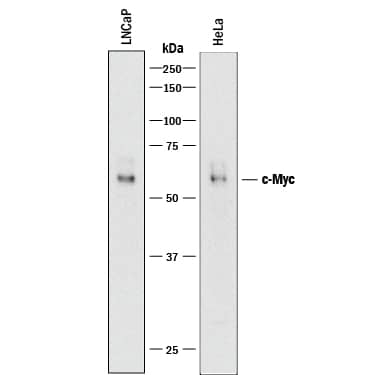 Detection of Human c-Myc antibody by Western Blot.