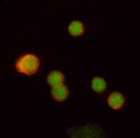 c-Rel antibody in Human PBMCs by Immunocytochemistry (ICC).