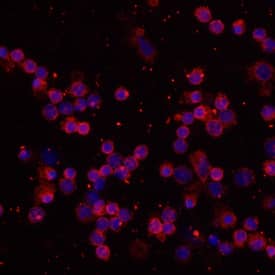 cAMP antibody in Human PBMCs by Immunocytochemistry (ICC).