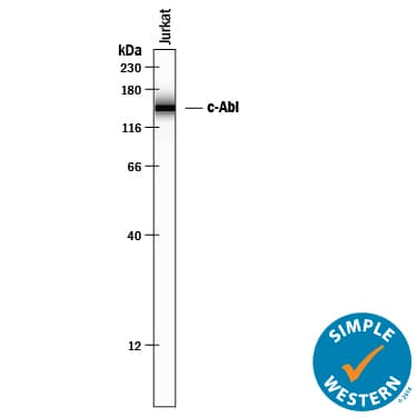 Detection of Human c-Abl antibody by Simple WesternTM.