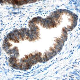 cIAP-1/HIAP-2 antibody in Human Prostate by Immunohistochemistry (IHC-P).