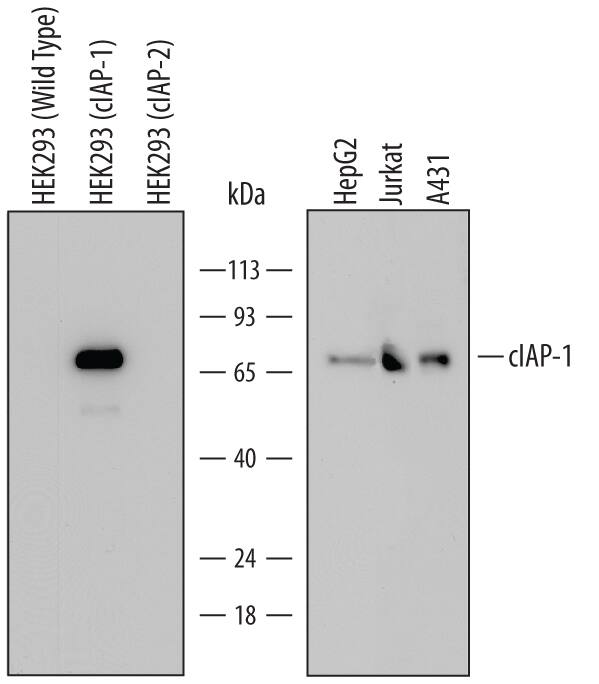 Detection of Human cIAP-1/HIAP-2 antibody by Western Blot.