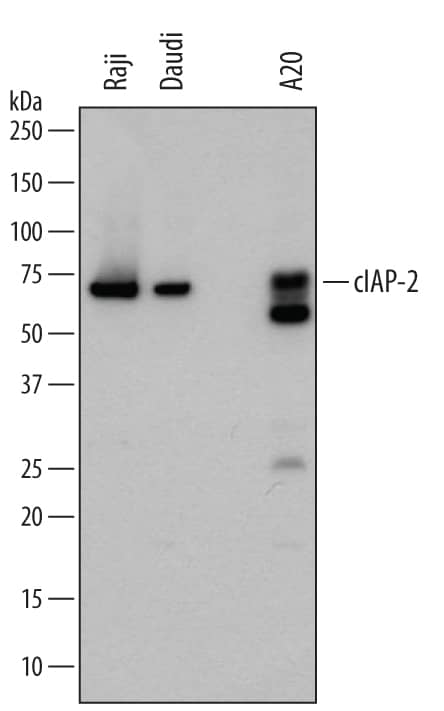 Detection of Human and Mouse cIAP-2/HIAP-1 antibody by Western Blot.