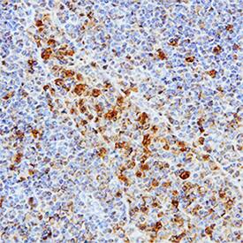 cIAP-1/HIAP-2 antibody in Human Lymph Node by Immunohistochemistry (IHC-P).