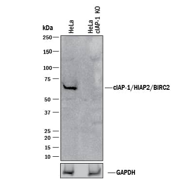 Western Blot Shows Human cIAP-1/HIAP-2 Antibody Specificity by Using Knockout Cell Line.