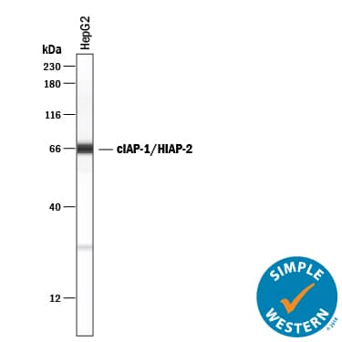 Detection of Human cIAP-1/HIAP-2 antibody by Simple WesternTM.