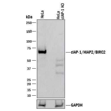 Western Blot Shows Human cIAP-1/HIAP-2 Antibody Specificity by Using Knockout Cell Line.